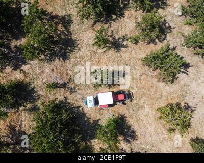 Vista aerea dell'irrorazione nel Cherry Orchard. Messa a fuoco selezionata. Irrorazione agricola in giardino di ciliegio Foto Stock