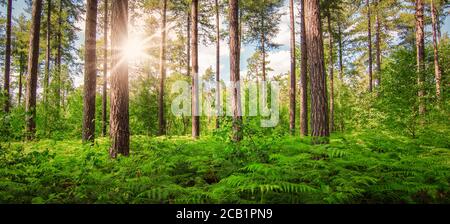 Bella foresta al sole del mattino. Foto Stock