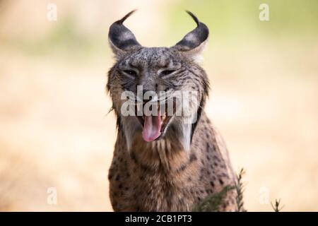 Cute ritratto del volto di una lince iberica che sbadia nel selvaggio Foto Stock