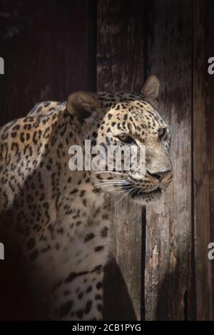 Primo piano ritratto facciale di un leopardo asiatico adulto in cattività Foto Stock