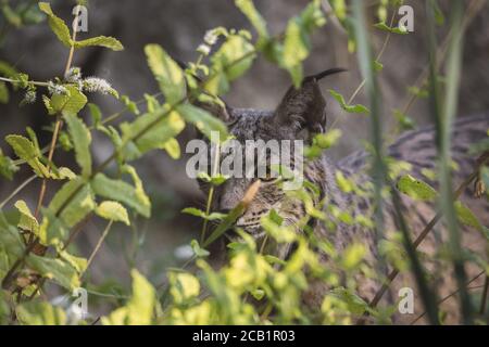 Ritratto di una lince iberica che si nasconde nel sottobosco in il selvaggio Foto Stock