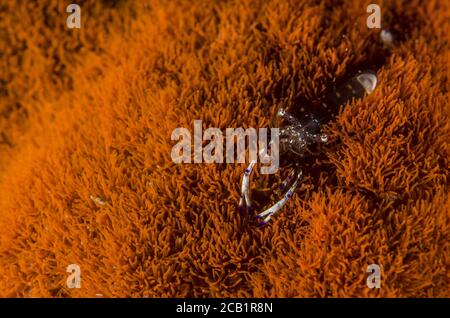 Aggraziato gamberetto di anemone, Ancylomenes venustus (Periclimenes venustus), Palaemonidae. In Haddon's Sea Anemone, Stichodactyla haddoni, Filippine. Foto Stock