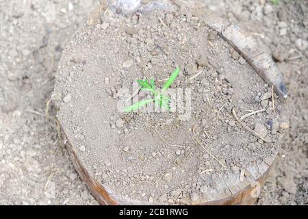 Il concetto di terra di disidratazione. Sfondo minimalista con una piccola pianta verde. Foto Stock