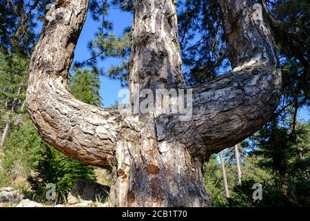 Tre alberi di pino monumento a forcella. Pino grande e più antico. Pino nero (Pinus nigra) Foto Stock