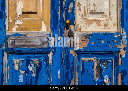 Primo piano con dettagli di vernice blu brillante che si stacca da una vecchia porta di legno in Ericeria, sulla costa occidentale del Portogallo. Foto Stock