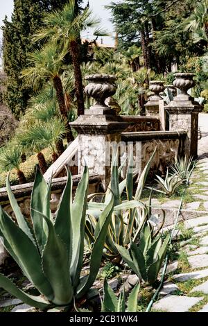 Primo piano di cespugli di agave sullo sfondo di una ringhiera vintage scala con colonne e alti alberi esotici. Foto Stock