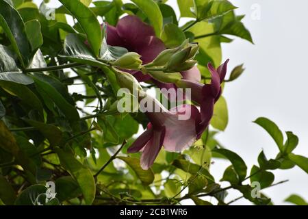 Fiori rossi di bignonia a fuoco con foglie verdi intorno Foto Stock