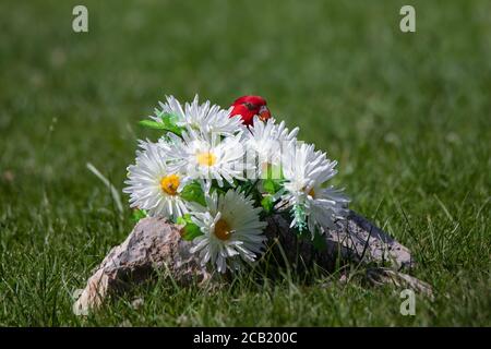 Un loris rosso carino nascosto in un bouquet di margherite fiori in cattività Foto Stock