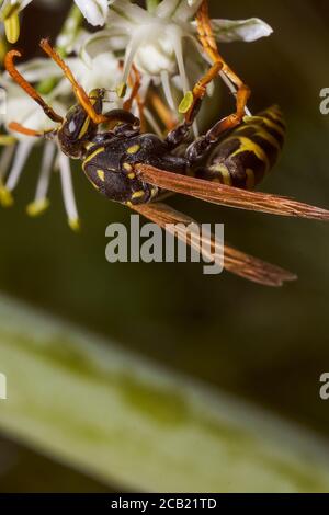 WASP raccoglie nettare su fiori di finocchio. Primo piano.effetto macro foto. Foto Stock