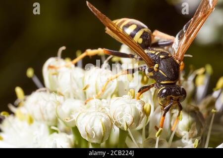 WASP raccoglie nettare su fiori di finocchio. Primo piano.effetto macro foto. Foto Stock