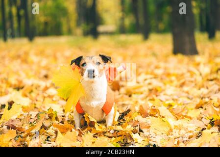 Concetto di ritorno a scuola con il cane seduto su palo di Foglie d'oro sul bel giorno di settembre tenendo in mano la foglia d'acero bocca Foto Stock