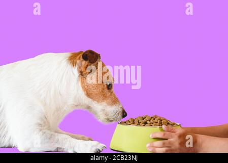 Cura del concetto degli animali domestici con le mani del ragazzo che tiene il recipiente di cibo secco per cani Foto Stock