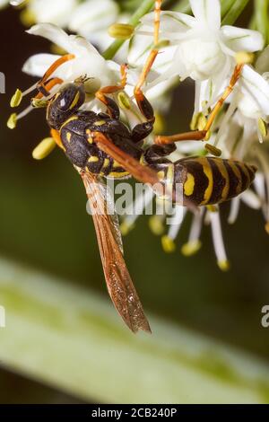 WASP raccoglie nettare su fiori di finocchio. Primo piano.effetto macro foto. Foto Stock