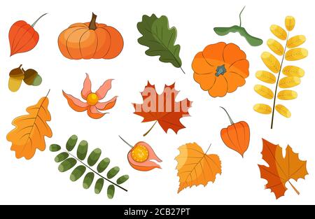Insieme vettoriale autunno, foglie colorate e piante isolate su sfondo bianco illustrazione stock. Illustrazione Vettoriale