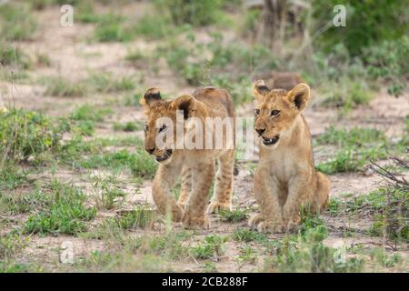 Due giovani cuccioli di leone che guardano allerta a Kruger Park South Africa Foto Stock