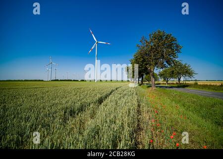 Paesaggio agricolo con un campo di grano verde, una strada, alberi e fiori di papavero, molte turbine eoliche in lontananza Foto Stock