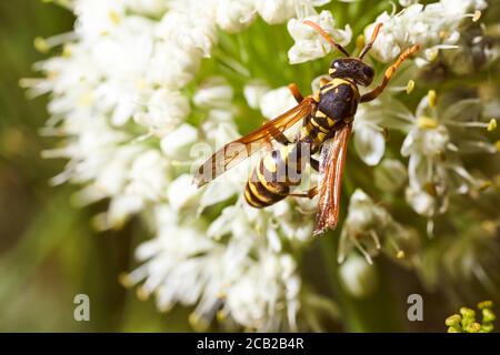 WASP raccoglie nettare su fiori di finocchio. Primo piano.effetto macro foto. Foto Stock