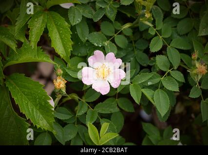 Un bel fiore Rosa Canina dopo la pioggia. Rosa fiore cane rosa coperto di gocce d'acqua. Sfondo floreale Foto Stock