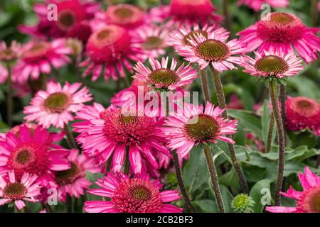 Primo piano di Echinacea delizioso Candy fiorire in un'estate Giardino del Regno Unito Foto Stock