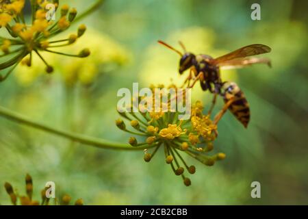 WASP raccoglie nettare su fiori di finocchio. Primo piano.effetto macro foto. Foto Stock