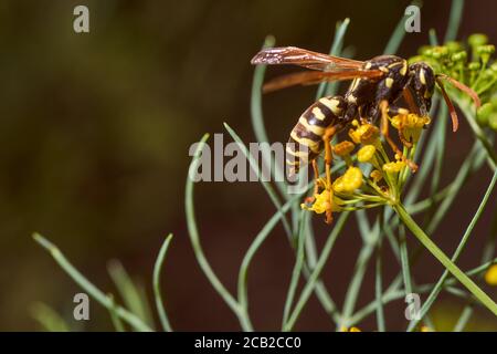 WASP raccoglie nettare su fiori di finocchio. Primo piano.effetto macro foto. Foto Stock