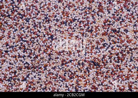 Primo piano di grani di quinoa neri, rossi e bianchi come sfondo Foto Stock