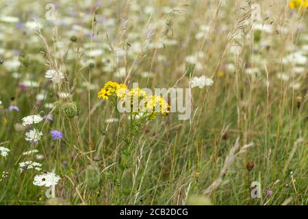 Fiori selvatici su Morgans Hill, Wiltshire, Inghilterra, Regno Unito Foto Stock