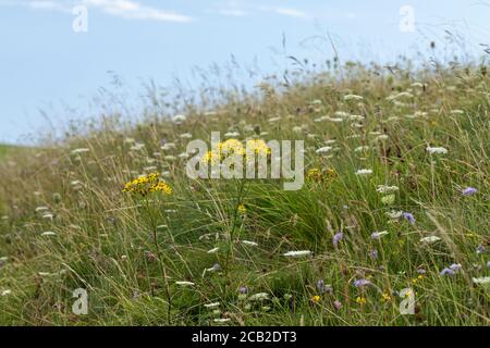 Fiori selvatici nella riserva naturale di Morgans Hill, Wiltshire, Inghilterra, Regno Unito. Un sito di particolare interesse scientifico Foto Stock
