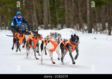 Inverno slitta corsa cane. Gara di squadra di slitta sportiva per cani. I cani puntatore tirano la slitta con il musher. Attivo su strada di fondo nevosa Foto Stock