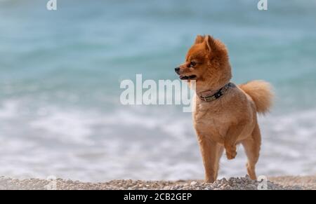Pomeranian cane cura con capelli corti. Un cane si erge sulla spiaggia. Cucciolo dello Spitz Pomeriano. Foto Stock