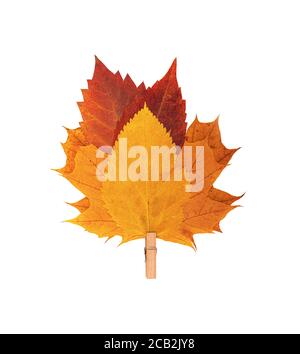 Foglia gialla autunnale isolata su sfondo bianco. Foto Stock