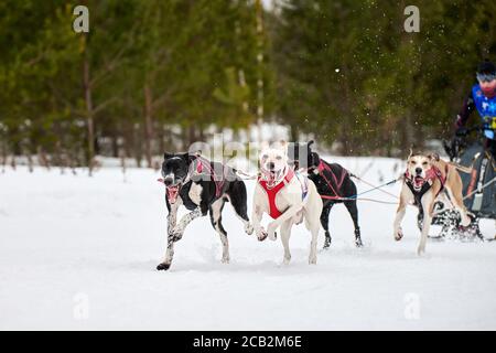 Inverno slitta corsa cane. Gara di squadra di slitta sportiva per cani. I cani puntatore tirano la slitta con il musher. Attivo su strada di fondo nevosa Foto Stock