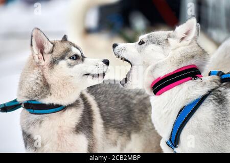 Cani Husky che giocano nella neve. Divertenti cani da slitta siberiana Husky giochi invernali con corteccia e morsi. Comportamento aggressivo degli animali domestici Foto Stock