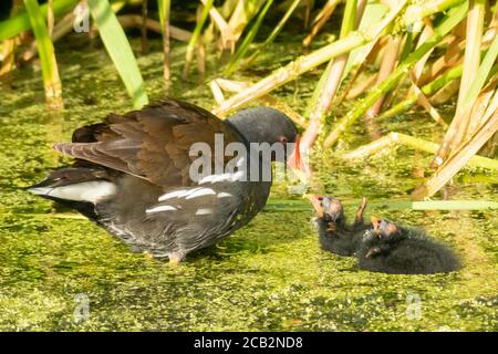 Moorhen adulto (gallinula chloropus, gallinula gallinula gallinopus) che alimenta due pulcini recentemente voltati in acqua al sole di sera. Inghilterra, Regno Unito. Uccelli, birdwatching, fauna selvatica Foto Stock