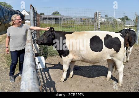 10 agosto 2020, Germania, Münster: Svenja Schulze, (SPD) Ministro federale dell'ambiente Strokes un bestiame nero e bianco tedesco della pianura al Naturland- und Archehof Büning insieme al vice presidente del gruppo parlamentare SPD, Miersch, ministro federale dell'ambiente Schulze (SPD) è ospite della regione di Münsterland. Foto: Caroline Seidel/dpa Foto Stock