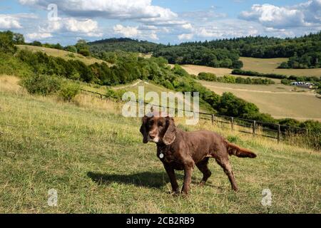 Spaniel marrone del cocker che lavora con un bastone su Pewley giù a Guildford, Surrey, Regno Unito Foto Stock