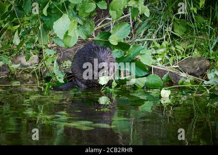 Nutrimento di giovenchi al fiume Rur, castore eurasiatico (fibra di Castor), Foto Stock