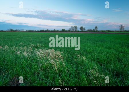 Green field of grain and clouds after sunset Foto Stock