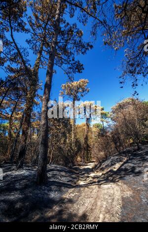 Pini marittimi bruciati (Pinus pinaster) al tempo dell'arson della foresta di Chiberta (Anglet - Pirenei Atlantici - Francia). Wildfire. Blaze. Foto Stock