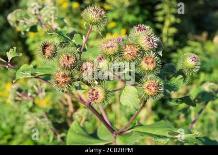 Arctio, fiori di bardana nel fuoco selettivo di closeup dei prati Foto Stock