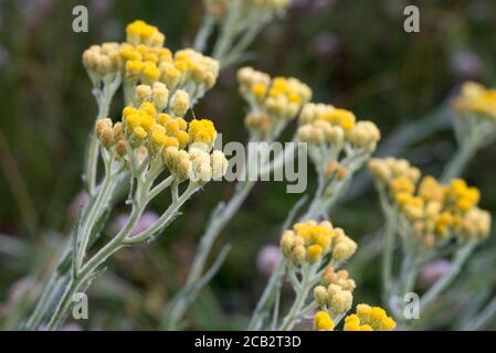 Helichrysum arenarium nana everlast immortelle fiori gialli in prato macro fuoco selettivo Foto Stock