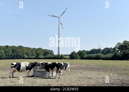 Laer, Munster, Germania. 10 agosto 2020. 10 agosto 2020, Germania, Münster: Bestiame nero e bianco tedesco stazionare su un pascolo del Naturland- e Archehof Büning. Foto: Caroline Seidel/dpa Credit: dpa Picture Alliance/Alamy Live News Foto Stock