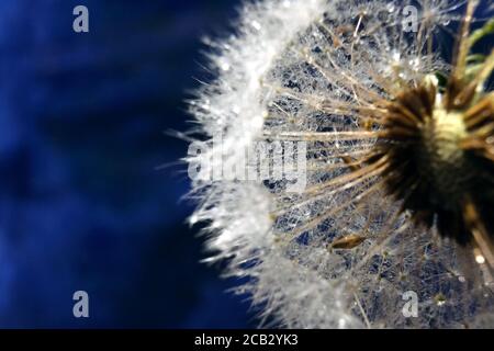 Mendelion. Foto macro astratta di semi di mendelione. Spazio di copia per il testo Foto Stock
