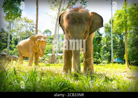 Vista chiusa di un bambino elefante asiatico in Malesia con sua madre sulla schiena Foto Stock