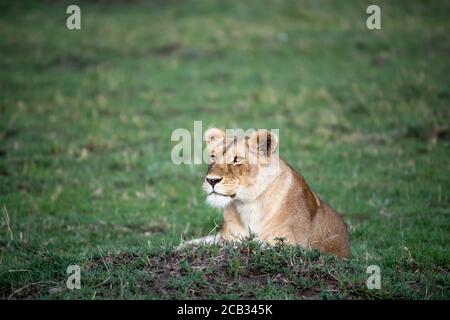 Alert leonessa, pantera leo, riposante nell'erba verde del Masai Mara, Kenya Foto Stock