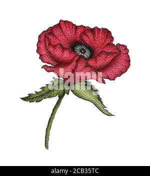 fiore rosso papavero d'epoca, illustrazione botanica disegnata a mano con papavero realistico isolato su bianco, fiori di papavero disegno floreale Foto Stock