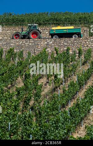 Vigneto con trattore vicino Rüdesheim am Rhein, città vinicola in Assia, Germania Foto Stock