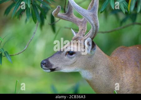 Cervo chiave in pericolo nel National Key Deer Refuge su Big Pine Key nelle Florida Keys. Odocoileus virginianus clavium Foto Stock