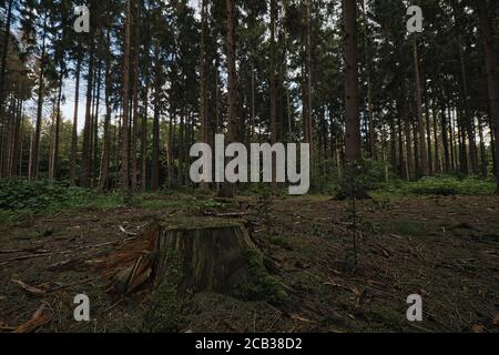 Nella foresta ci sono molti alberi a volte ci sono vecchie strade ferroviarie. Foto Stock