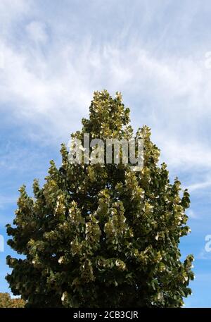 Tiglio estivo (Tilia platyphyllos) Foto Stock